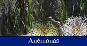 anemonas