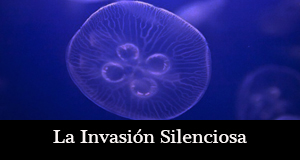 invasion-silenciosaOK