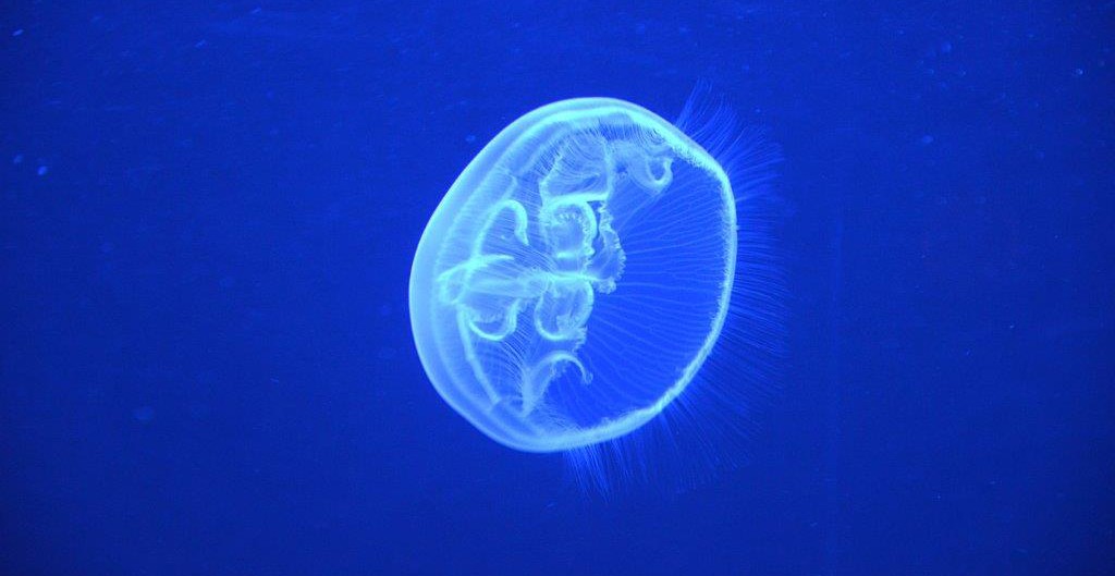 primeras-medusas