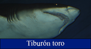 tiburon toro